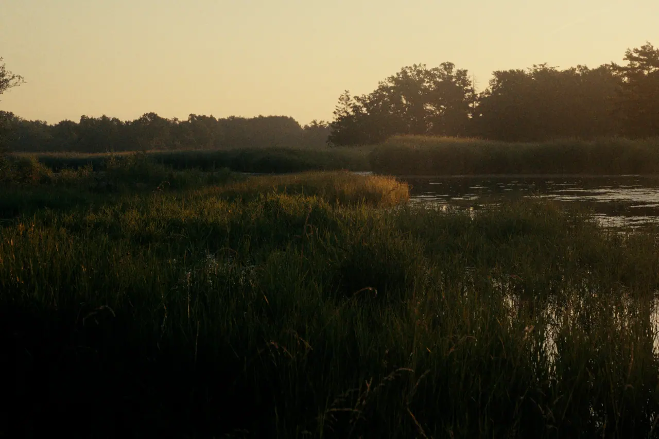 Reeds and wetland grass glowing in warm late-evening light at the edge of a lake