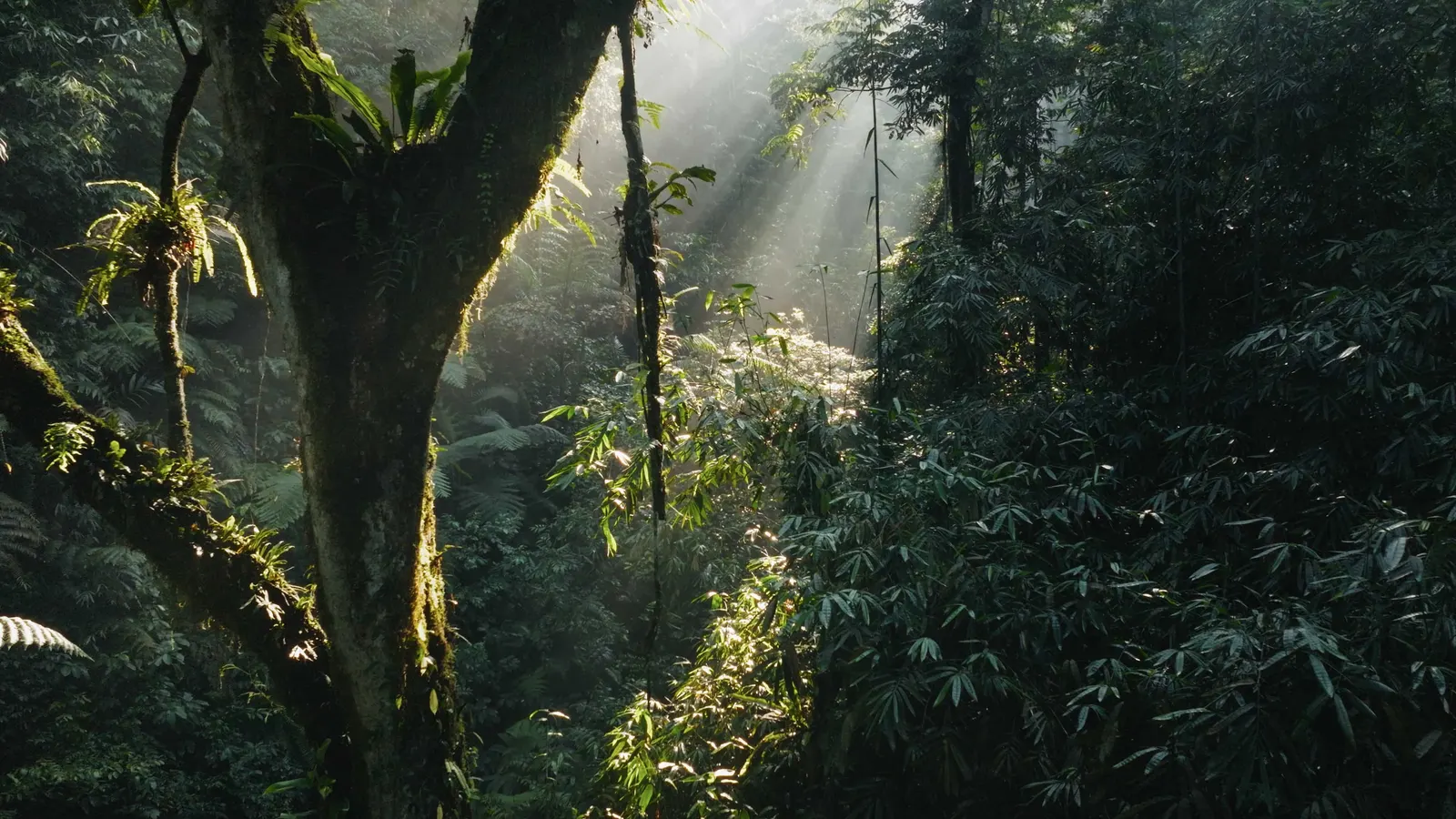 Java & Bali – Paradies im Bann der Elemente – 5 / 11